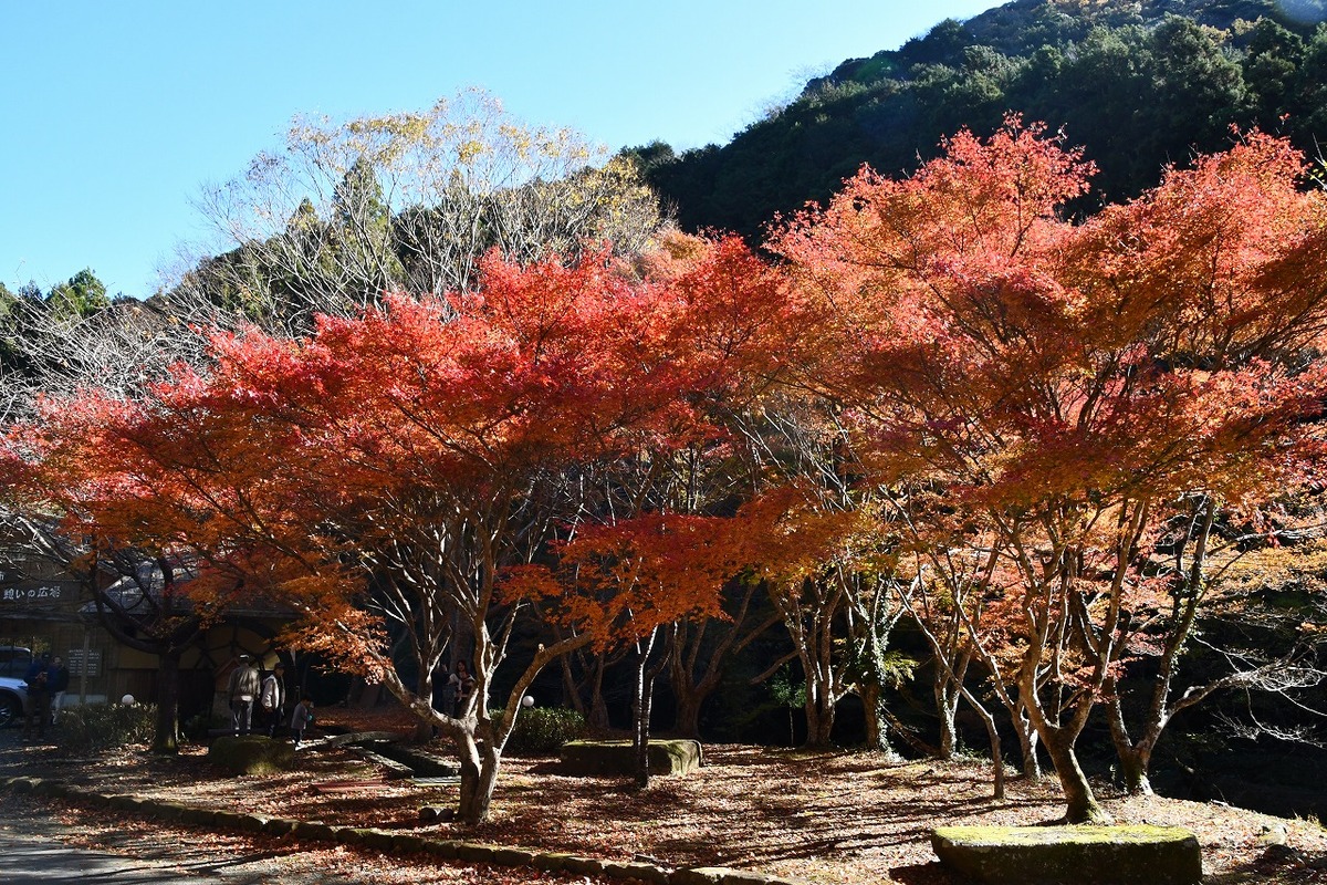 もみじ 島田昌 新鮮生シート4108 もみじ緑 角(1000枚) – 株式会社 島田昌