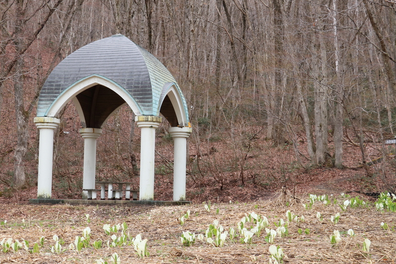【奥会津・昭和村】しらかばの幻想的な森