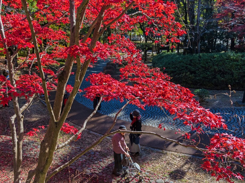 川崎市多摩区・生田緑地で紅葉狩り！ライトアップやマルシェも