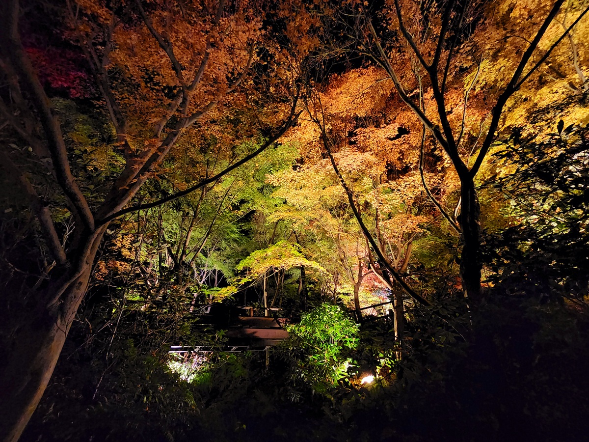 大阪府立花の文化園 竹あかりと紅葉のライトアップ（2025） | 幻想的な