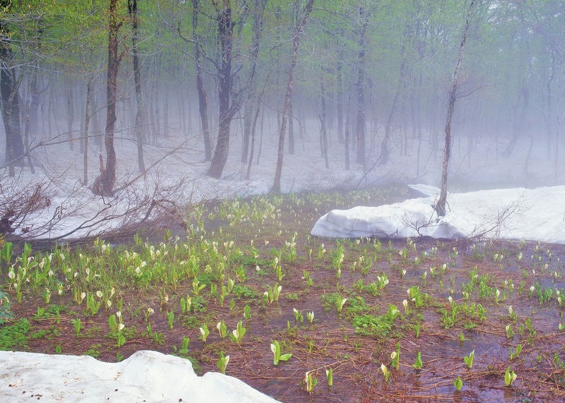 雪国へ春の訪れを告げる刺巻湿原
