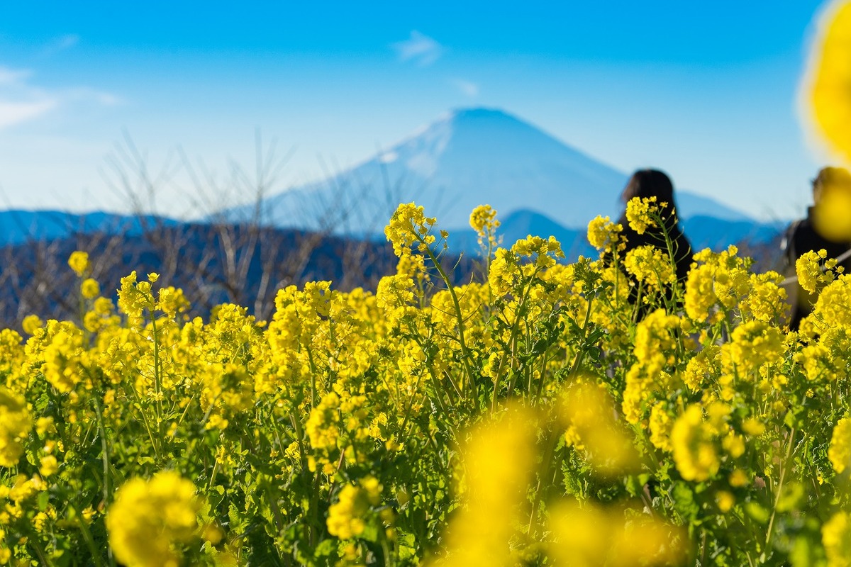 吾妻山菜の花ウォッチング2026 | 富士山と菜の花の絶景！神奈川県二宮