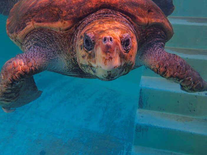 日和佐冬まつり～初日の出雷舞～