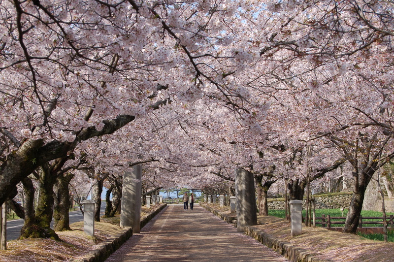 日本の歴史公園100選・日本のさくら名所100選の地「大村公園」