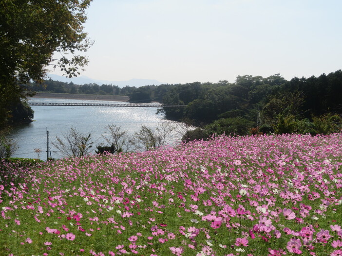 大又農園　野の実