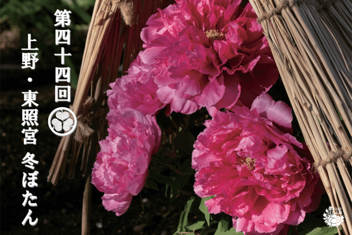 第44回 上野・東照宮 冬ぼたん（2026年）