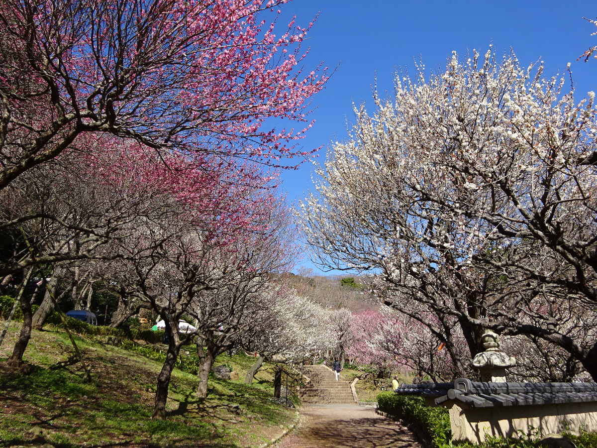 large_熱海梅園DSC02495.JPG