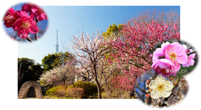 墨田区「向島百花園」で2月7日～3月1日「梅まつり」開催！都内最古の花園で梅と伝統芸能を堪能