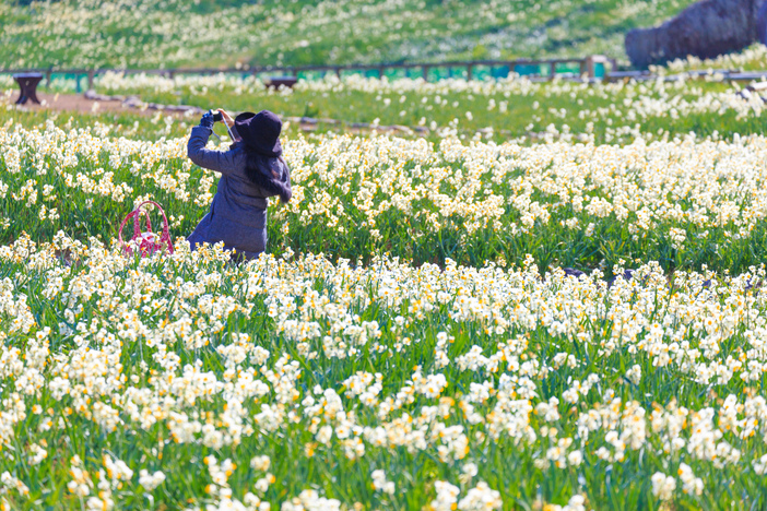 第60回下田温泉水仙まつり（2026年）