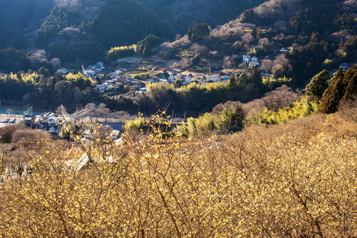 【2026神奈川】まもなく見頃！ロウバイの名所5選　真冬に咲く“黄色い妖精”