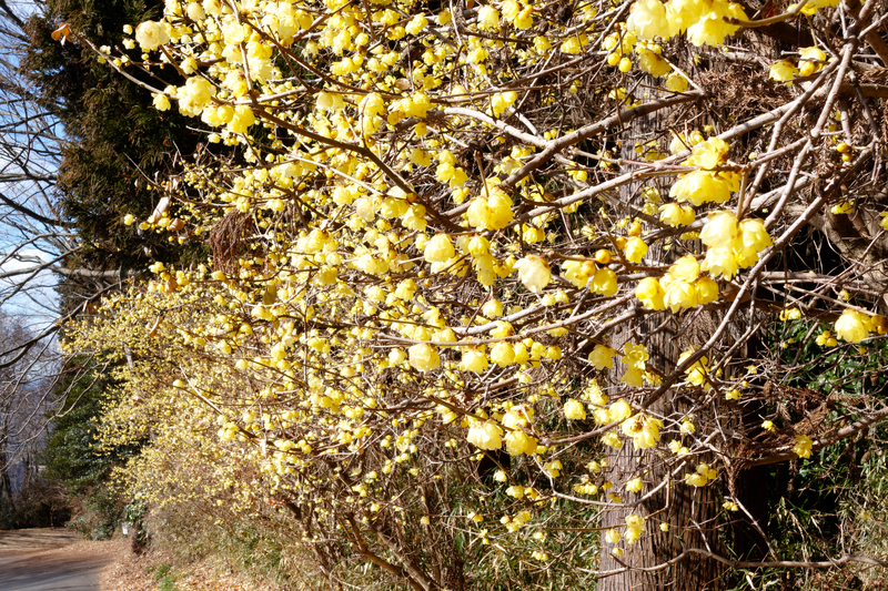 【2026栃木】いよいよ見頃！ロウバイの名所4選　真冬に咲く“黄色い妖精”