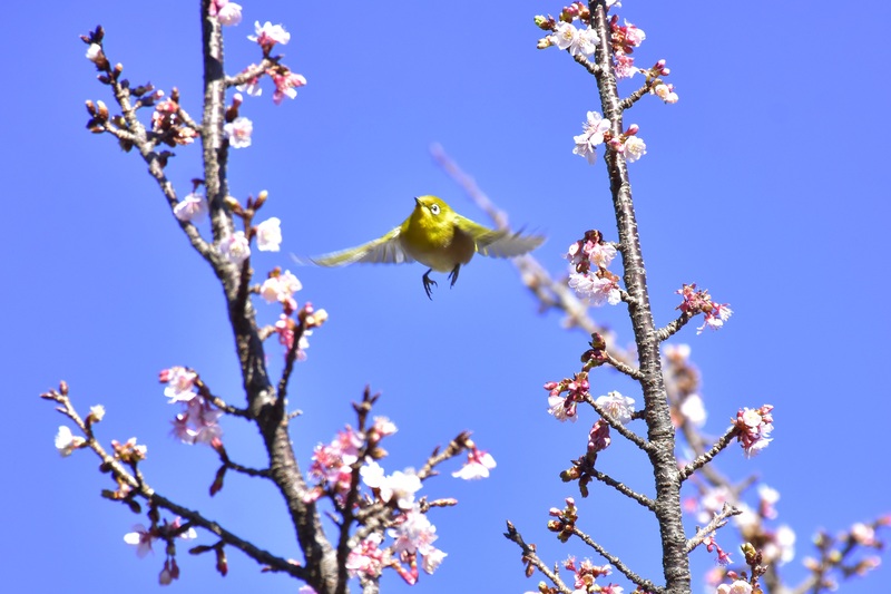 伊豆の絶景フラワーガーデンで春を先取り！寒桜やアイスチューリップが見頃