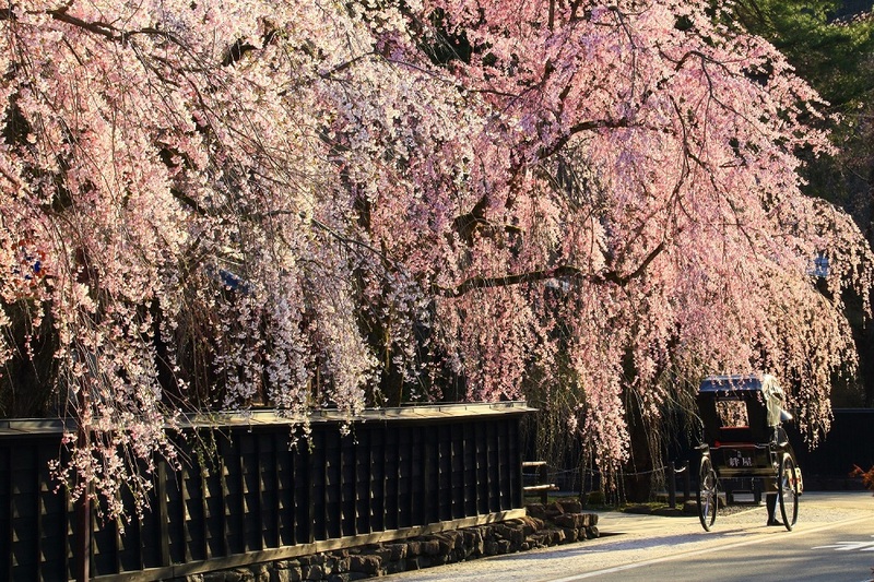 桜が降りそそぐ角館「角館のシダレザクラ」の見どころ