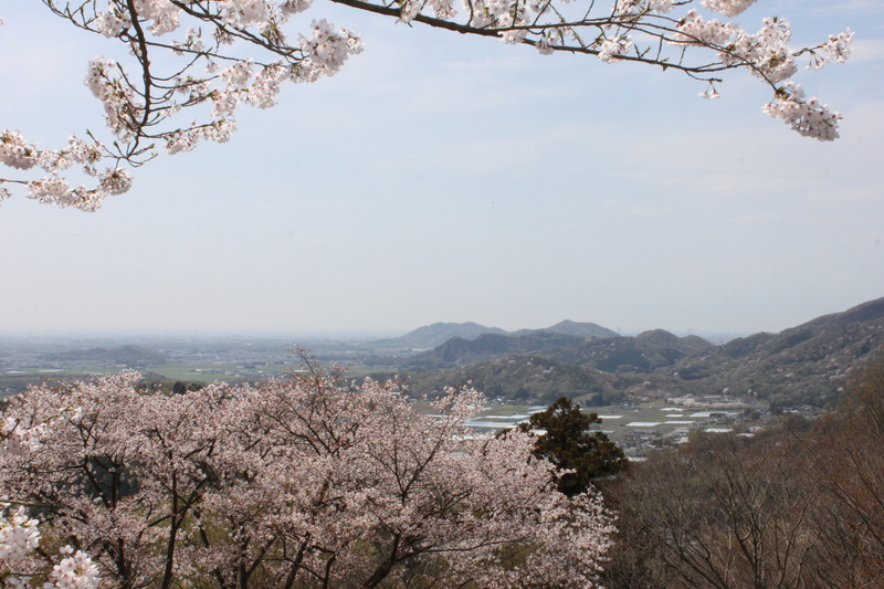 栃木市「太平山桜まつり」2026年開催情報｜桜のトンネルと関東平野の絶景を親子で満喫