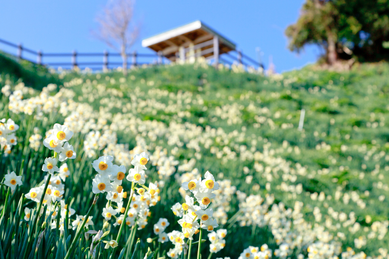 【2026】今が見頃「水仙三大群生地」とは？冬の絶景名所7選＆スイセン祭りも開催
