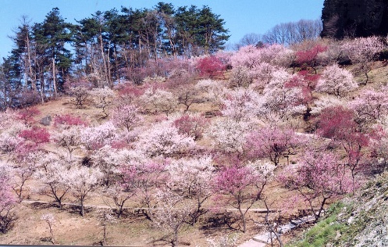 【2026最新】埼玉「梅の絶景名所＆穴場」7選　日帰りで関東三大梅林や梅まつりへ！