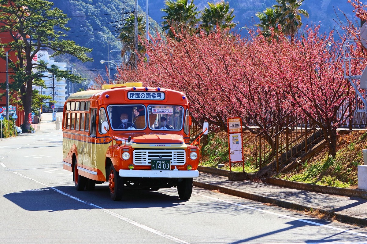 2026】伊豆市の土肥桜開花情報（2026年1月27日更新） | 静岡県伊豆市