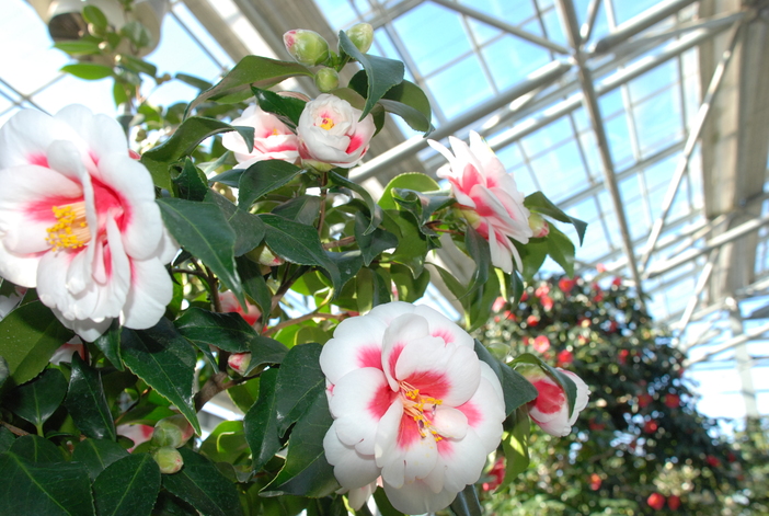 第29回三陸・大船渡つばきまつり（2026年）