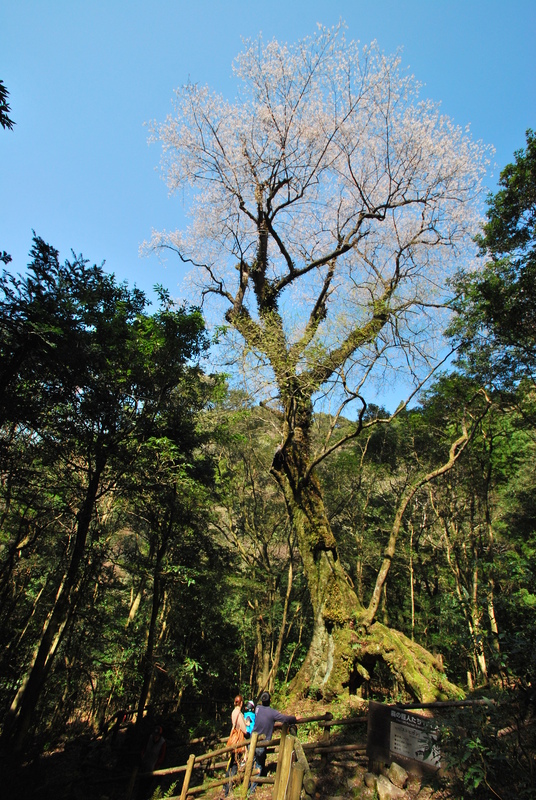奥十曽渓谷にそびえたつ伝説の巨木！樹齢600年　エドヒガンザクラ【江戸彼岸桜】