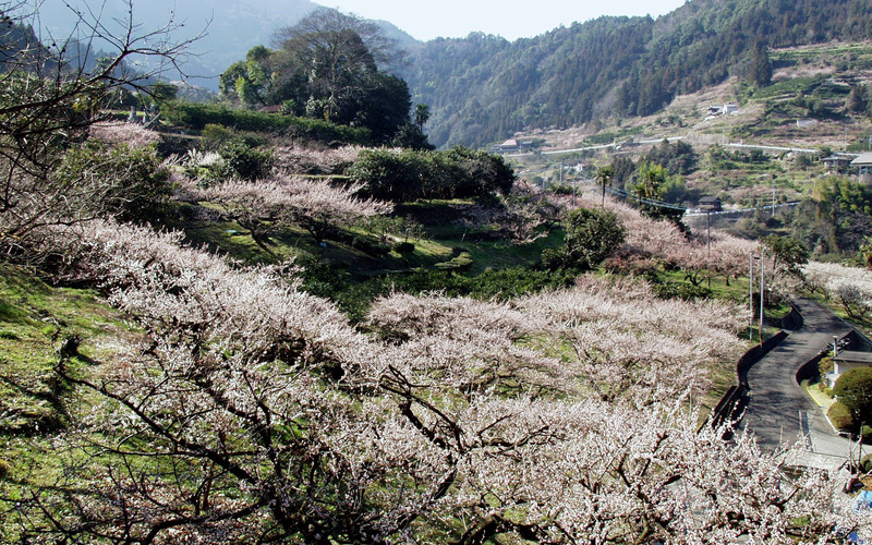 【徳島県神山町】獅子舞や梅干し種とばし大会も「阿川梅の里・梅まつり」開催情報