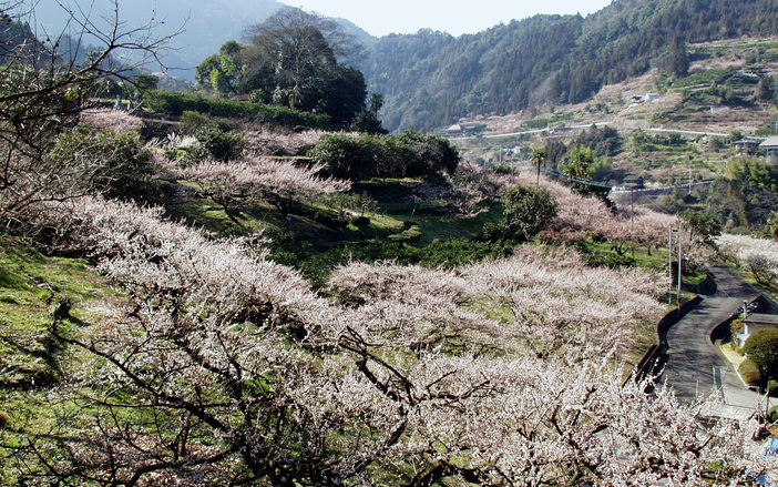 阿川梅の里　梅まつり