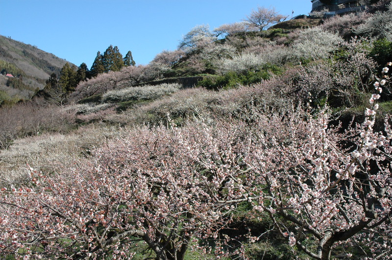 徳島県下最大級！10,000本の梅が咲く絶景スポット