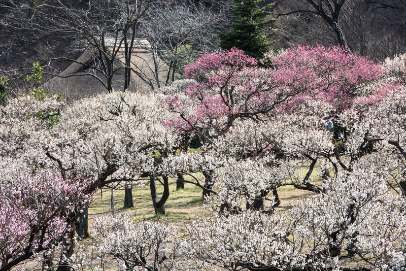 【2026最新】東京の梅の名所16選　江戸から続く梅園＆絶景の梅林＆梅まつりも