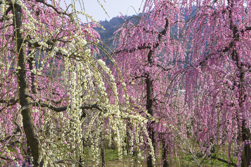 【2026】開花スタート！梅の名産地・小田原の梅林・梅園・穴場5選　見頃・梅祭りも紹介