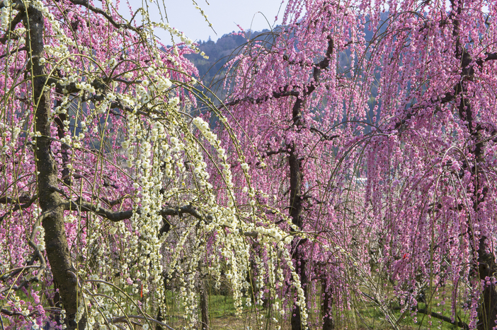 【2026】開花スタート！梅の名産地・小田原の梅林・梅園・穴場5選　見頃・梅祭りも紹介