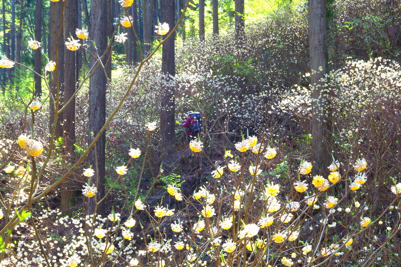焼森山のミツマタ群生地｜栃木県茂木町で3月中旬から下旬が見頃！約7500本が織りなす幻想的な妖精の森