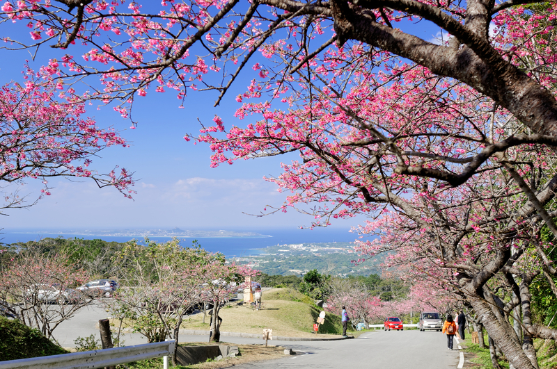 【2026】那覇で開花宣言！沖縄のカンヒザクラ（寒緋桜）名所6選　見頃や桜まつり紹介