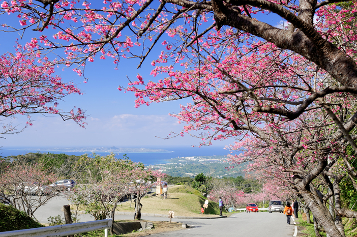 【2026】那覇で開花宣言！沖縄のカンヒザクラ（寒緋桜）名所6選　見頃や桜まつり紹介