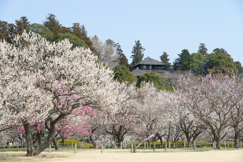 【2026】「関東三大梅林」で梅まつり開催決定！起源や見どころは？梅グルメも人気