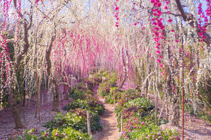 【2026最新】今が見頃！全国の「しだれ梅」の名所10選 一度は見たい早春の絶景＆梅まつり情報も