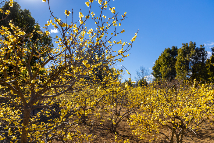 【2026埼玉】まだ間に合う＆今が見頃も！ロウバイの名所5選　真冬に咲く“黄色い妖精”