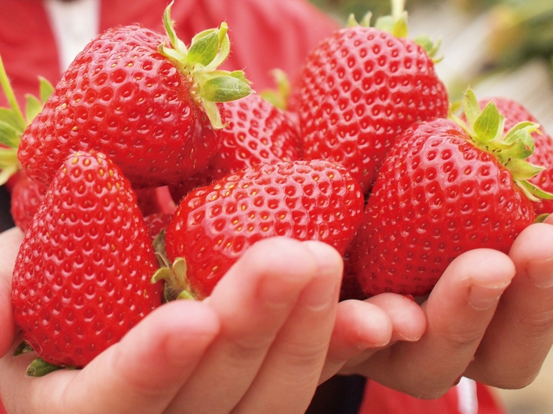 当日おすすめの農園で収穫できる！ホテルが厳選する阿蘇の「いちご狩り」宿泊体験プラン