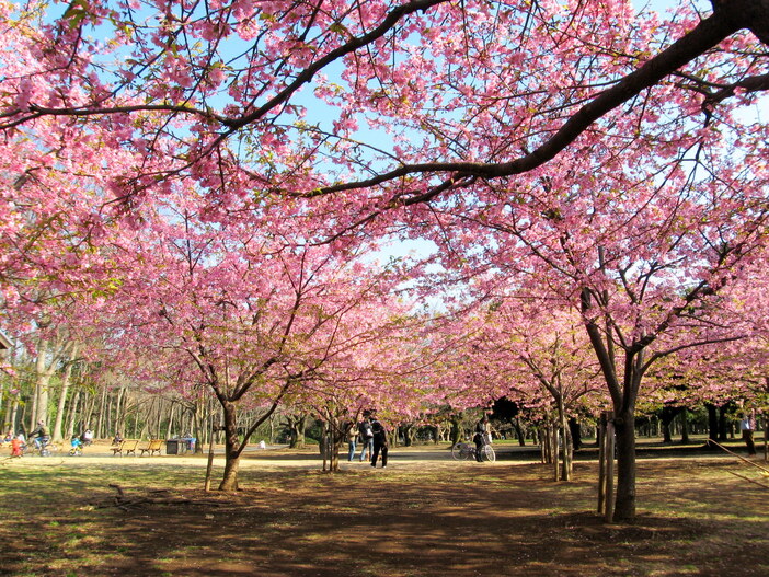 【東京】開花スタート！2026河津桜スポット15選｜スカイツリーとの共演やポニーに乗れる穴場も