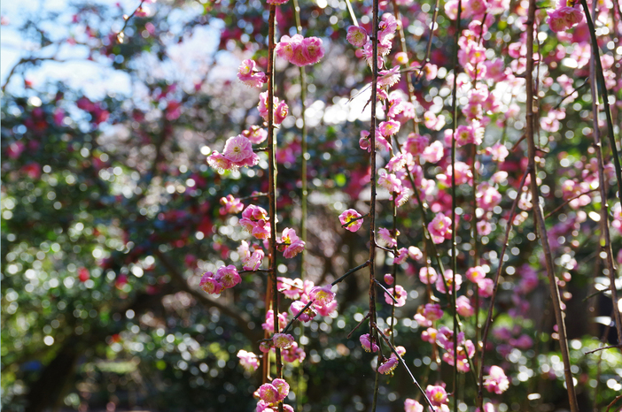 【2026】開花スタート！古都・鎌倉の「梅のお寺」5選｜樹齢200年超の古木＆宗園梅は必見