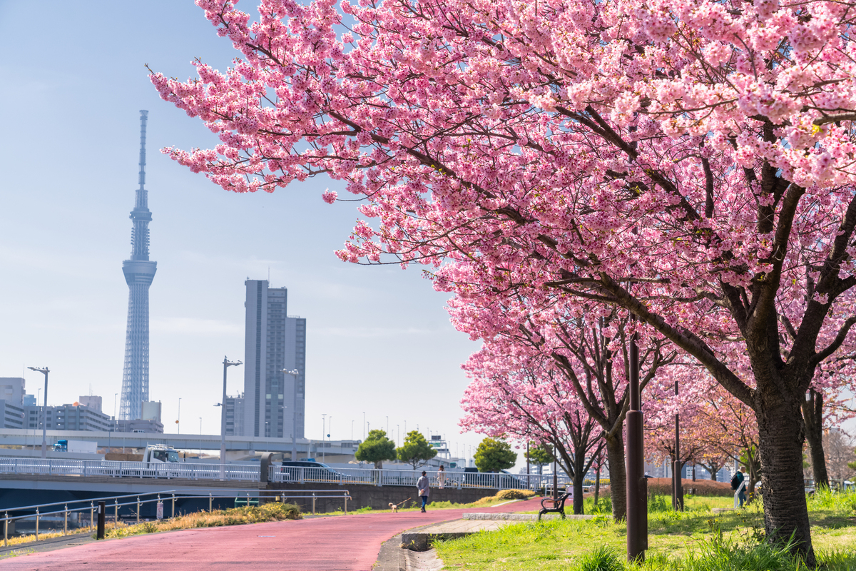 2026】開花スタート！東京の早咲き桜スポット19選｜河津桜のトンネル