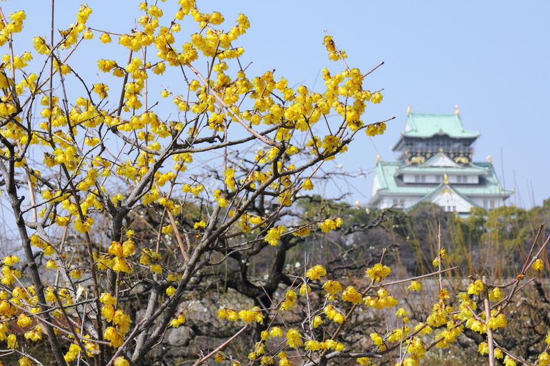 【2026関西】今が見頃＆満開も！「駅から徒歩10分以内」のロウバイ名所6選　真冬に咲く“黄色い妖精”