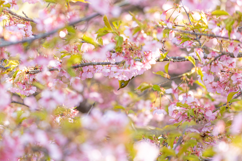 日田おおやま梅まつり、大分県日田市で開催！約1万本の梅の花と地元グルメを満喫