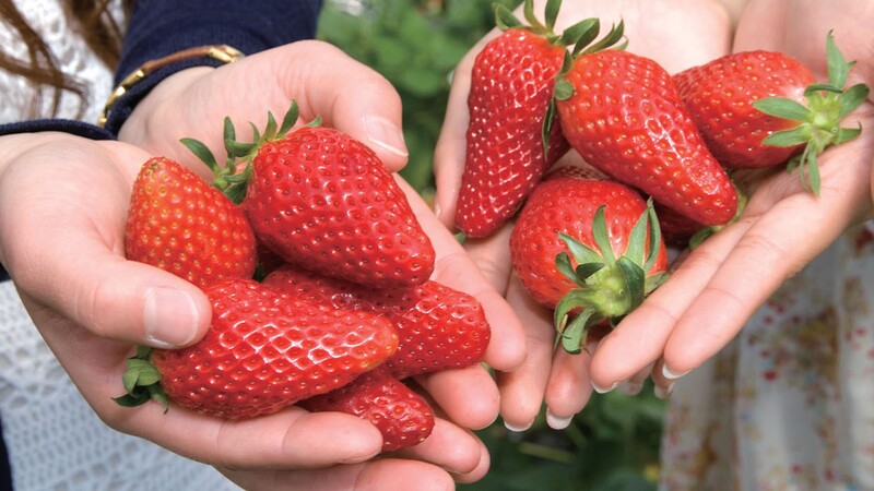 冬のご褒美は浜名湖へ。鰻食べ放題のバイキングと30分いちご狩り付プランが登場