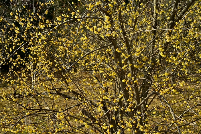 【2026関東】まだ間に合う＆今が見頃も！「多品種が咲き競う」ロウバイ名所5選　真冬に咲く“黄色い妖精”