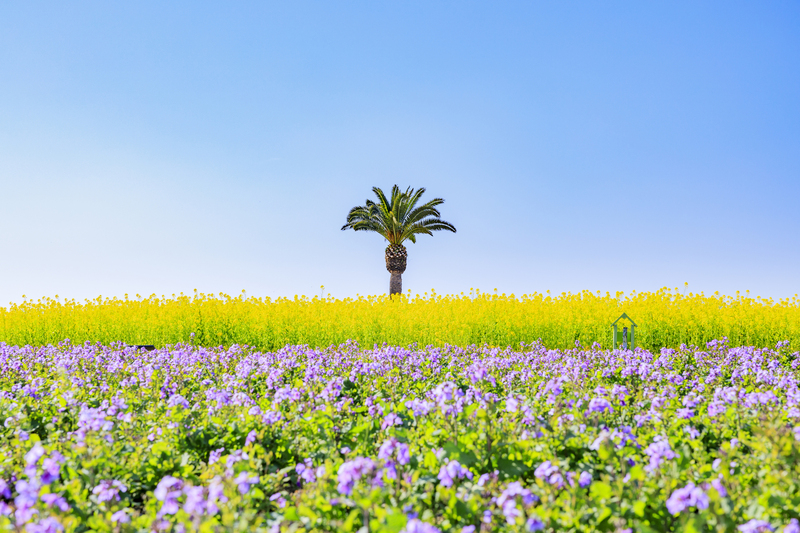 【2026】関西の菜の花畑10選！見頃は？菜の花祭りや穴場も紹介