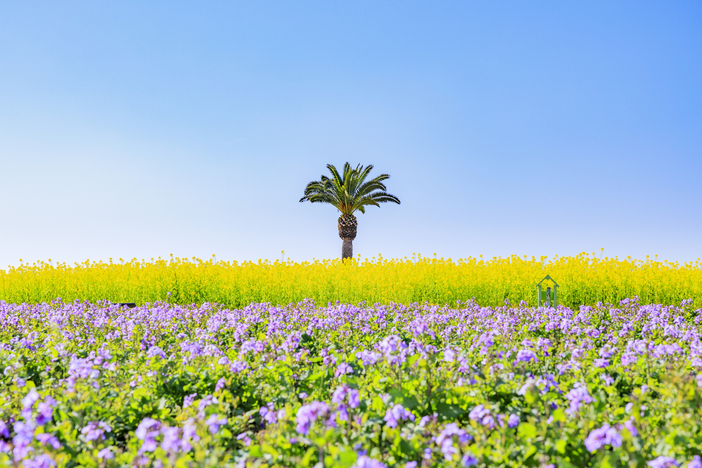 【2026】関西の菜の花畑10選！見頃は？菜の花祭りや穴場も紹介
