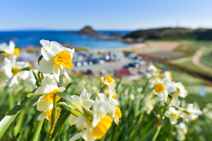 【2026】今が見頃のスポットも！関東近郊の水仙名所＆穴場17選　水仙まつりも紹介