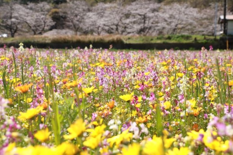 多彩な花が咲き誇る田んぼをつかった花畑、静岡県松崎町で2月中旬から見頃！