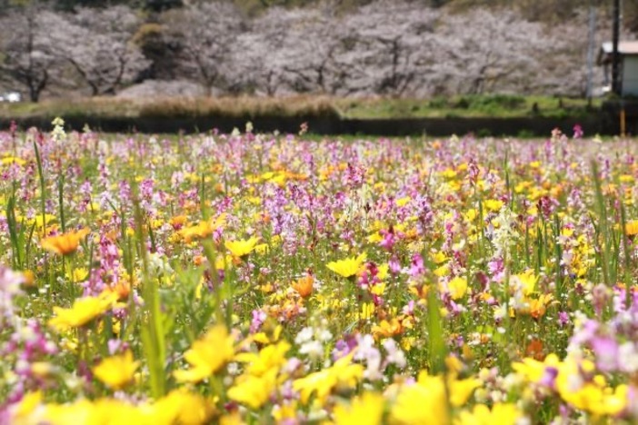 田んぼをつかった花畑（2026年）