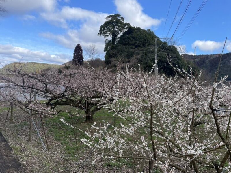 2026年2月15日開幕！大分「日田おおやま梅まつり」約1万本の梅の花と地元グルメを満喫