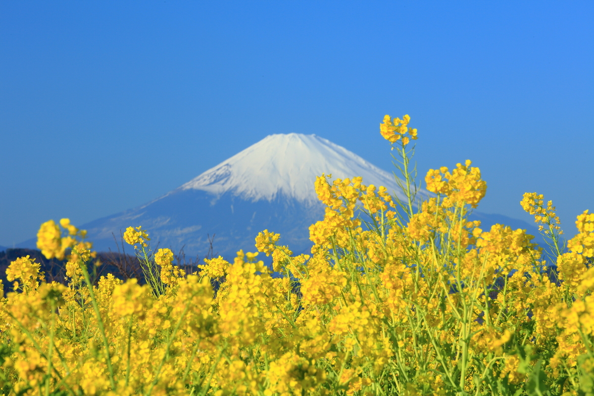 large_pixta_27387316_M.jpg